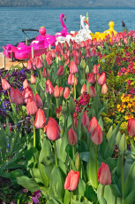 Überlingen 4732-2023, Tulpenblüte vor Bootsvermietung