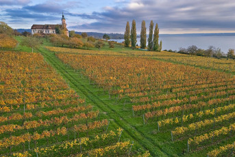 Birnau 0762-2024, Barockkirche Birnau und Weinberge im Herbst