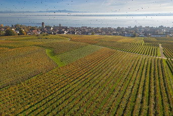 Hagnau 1729-2024, Herbstliche Weinberge, Stare und Ort von der W