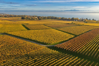 Hagnau 1731-2024, Herbstliche Weinberge Alpenkulisse