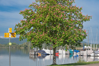 Ludwigshafen 0572-2024, Kastanienblüte am Yachthafen