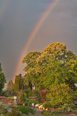 Mainau 2401-2024, Italienischer Rosengarten mit Regenbogen