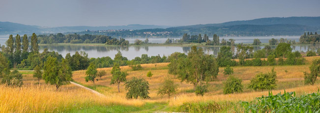 Markelfingen 0088-2024 PANO, Morgendlicher Blick zur Halbinsel M