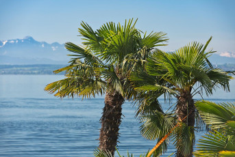 Meersburg 2173-2024, Palmen vor Säntiskulisse