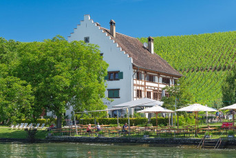 Meersburg 2228-2024, Rebgut Haltnau