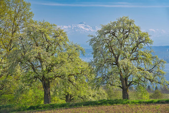 Überlingen 4939-2024, Birnbaumblüte und Säntis St. Leonhard