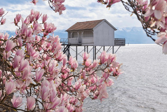 Wasserburg 0690-2024, Magnolienblüte vor Badehaus
