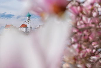 Wasserburg 0697-2024, Magnolienblüte vor Kirche St. Georg