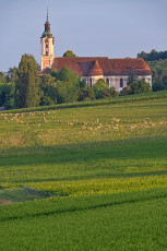 Birnau 0805-2025, Schafherde vor der Barockkirche Birnau