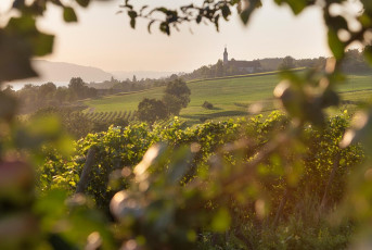 Birnau 0829-2025 HDR-D, Blick über Weinberge zur Barockkirche