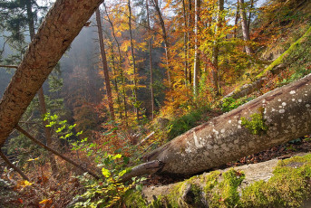 Bodman 0891-2024, Herbst im Echotal