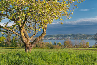 Horn 0209-2025, Frühlingsblüte Nähe Wasserturm und Blick auf