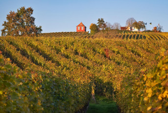 Immenstaad 1485-2025, Hohberg mit Rebturm im Herbst