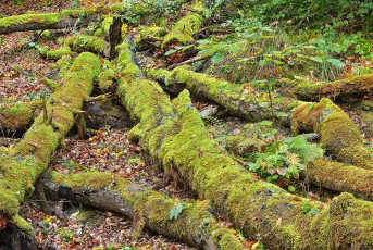 Langenrain 0245-2024, Totholz nahe der Marienschlucht