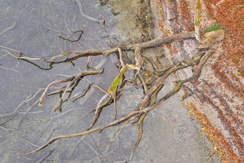Langenrain 0337-2024, Baumstamm am herbstlichen Ufer Drohnenaufn