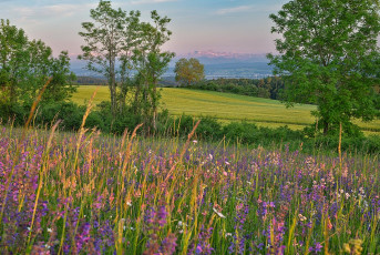 Liggeringen 0006-2025, Blumenwiese am Schneckenberg und Alpen