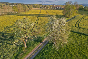 Seefelden 0190-2025, Dorf und Alpen im Frühling D