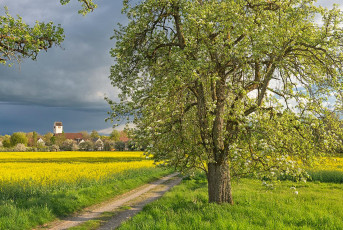 Seefelden 0202-2025, Dorfkirche in der Frühlingsblüte