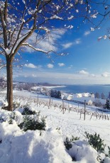 Birnau, Winterlicher Blick auf den See HOCH