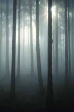 Bodman, Wald im Nebel bei Altbodman HOCH