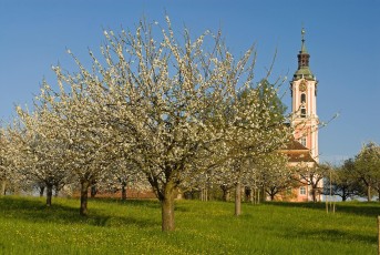 Birnau 019-2007, Frühlingsblüte an der Kirche