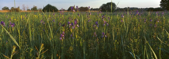 Eriskirch, Irisblüte im Ried