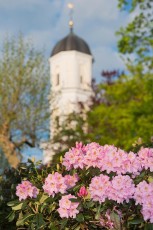 Langenargen 0288-2012, Rhododendronblüte vor Pfarrkirche St Mar