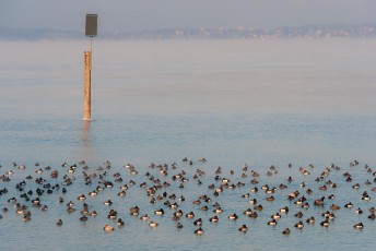 Hagnau 0763-2012, Wasservögel und Seezeichen