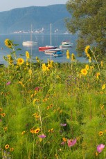 Ludwigshafen 0202-2012, Blühende Blumen und ankernde Boote vor