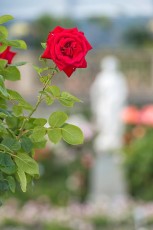 Mainau 1138-2014, Rose im Italienischen Rosengarten