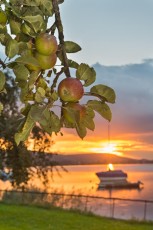 Mammern 0048-2012, Reife Äpfel am Baum vor Sonnenuntergang