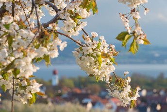 Kressbronn 0239-2012, Obstblüte und Blick zum Ortskern