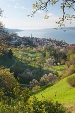 Sipplingen 0408-2012, Frühlingsblüte über Ort und See