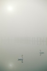 Sipplingen, Schwäne und Pfähle im Nebel HOCH