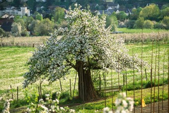 Ludwigshafen, Obstbaum in voller Blüte