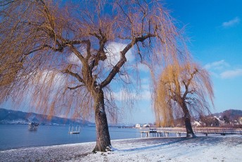 Ludwigshafen, Trauerweiden am Ufer im Winter