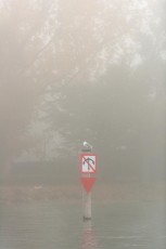 Uhldingen 0491-2012, Möwe auf Seezeichen im Nebel