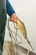Uhldingen 0494-2012, Saiblingfischen vor Überlingen