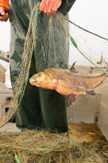 Uhldingen 0504-2012, Brachsenfischen vor Unteruhldingen