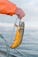 Uhldingen 0511-2012, Saiblingfischen vor Überlingen
