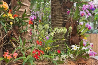 Mainau 0601-2012, Orchideenschau im Palmenhaus