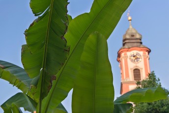 Mainau 0929-2013, Bananenpalme vor der Schlosskirche