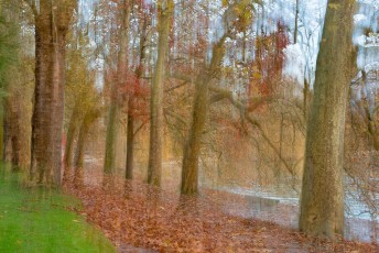 Mainau 1251-2014DB , Herbstlaub unter Bäumen am Südufer
