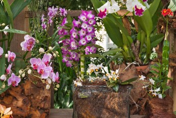 Mainau 1286-2015, Orchideenschau im Palmenhaus