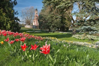 Mainau 1303-2015, Tulpenblüte vor der Schlosskirche
