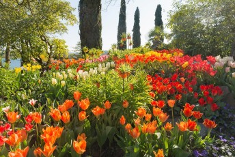 Mainau 1362-2015, Frühlingsblumen nahe der Mediterranterrasse