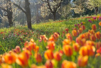 Mainau 1414-2015, Kirsch- und Tulpenblüte an der Frühlingsstra