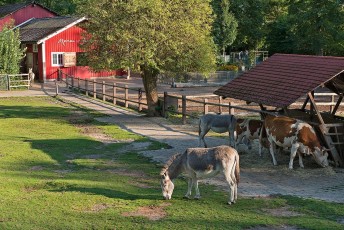 Mainau 1546-2015, Esel vor dem Mainau-Bauernhof