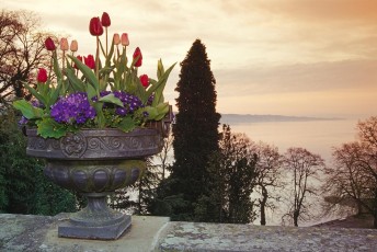 Mainau, Blumen Schlossterrasse im Morgenrot