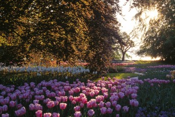 Mainau, Tulpen im Morgensonnenschein
